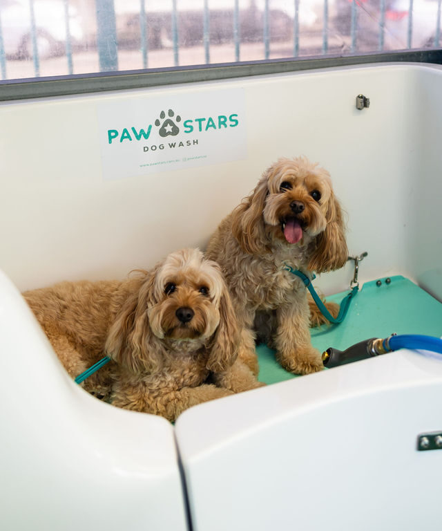 pawstarsbondi 210